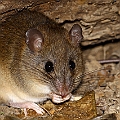 Melomys cervinipes (Fawn-footed Melomys) in Goomboora Park, Cairns<br />Canon EOS 7D + SIGMA 180mm 2.8 x1.4 EX DG  + SPEEDLITE 600EXII